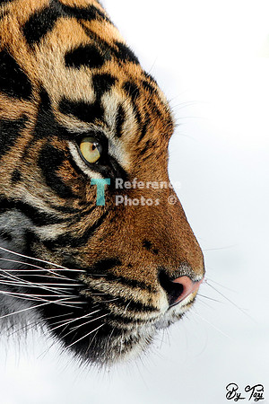 Sumatran tiger profile