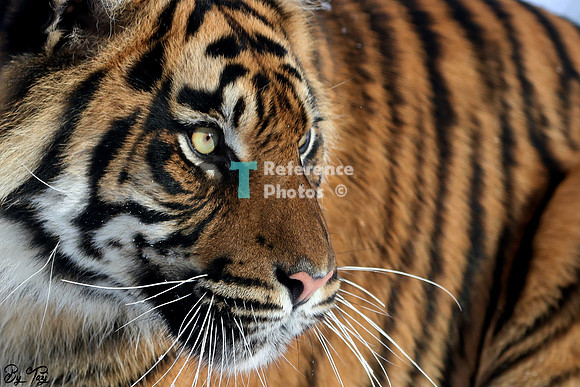 Sumatran tiger