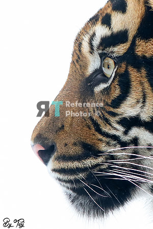 Sumatran tiger profile
