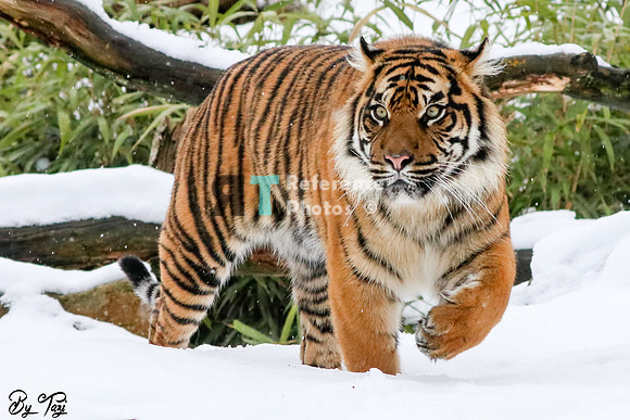 Sumatran tiger on the prowl