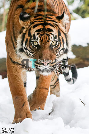 Sumatran tiger on the prowl