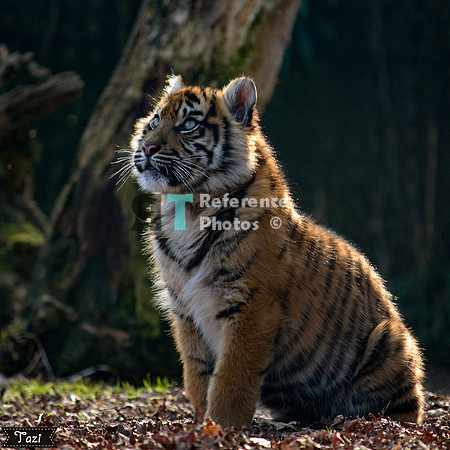 Sumatran tiger cub (Note: quite grainy)