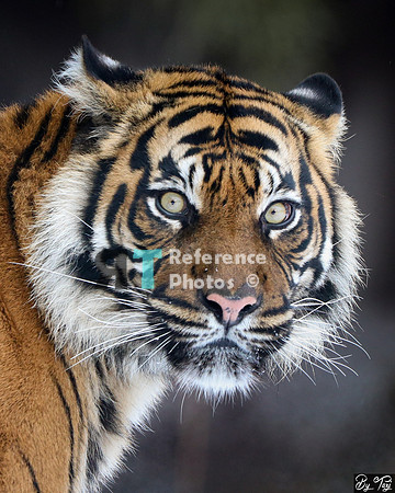 Sumatran tiger