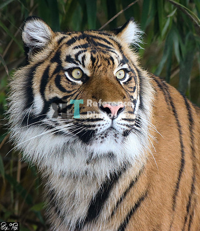 Sumatran tiger