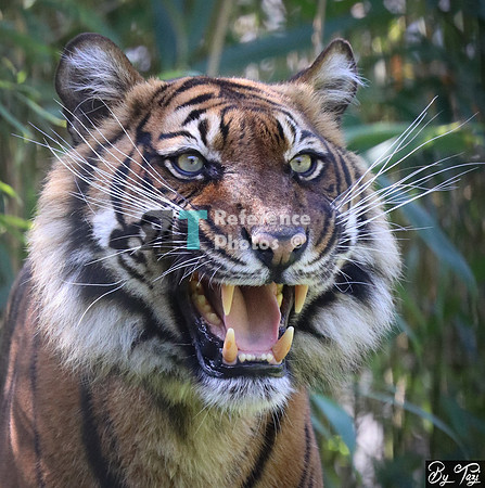 Sumatran tiger