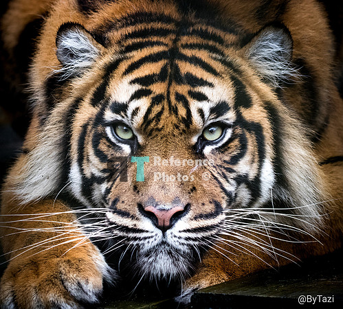 Sumatran tiger
