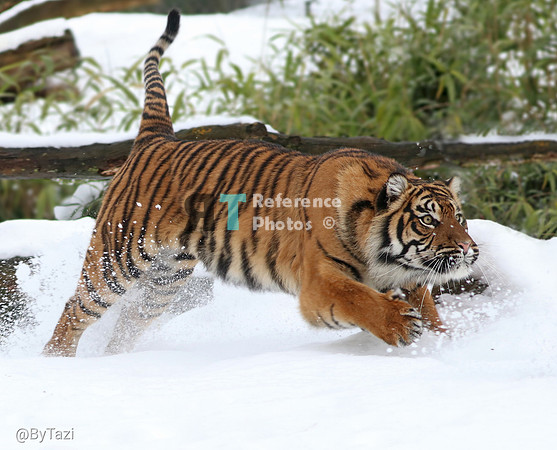 Sumatran tiger on the prowl