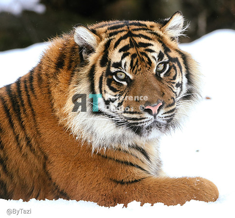 Sumatran tiger