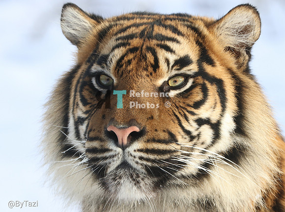 Sumatran tiger