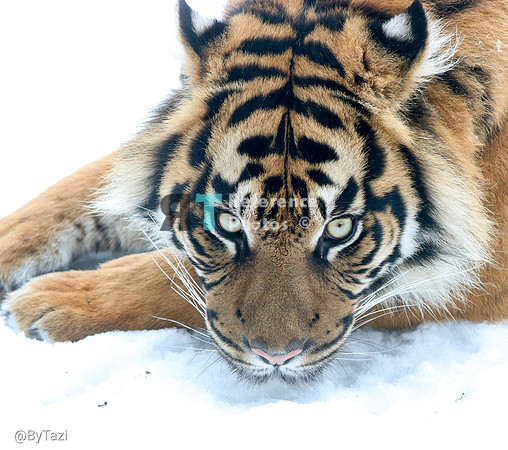 Sumatran tiger