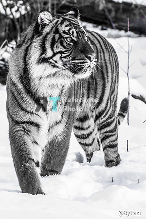 Sumatran tiger on the prowl
