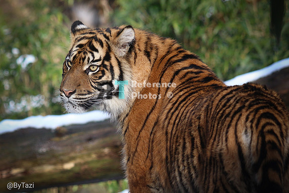 Sumatran tiger
