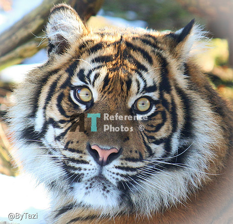 Sumatran tiger cub