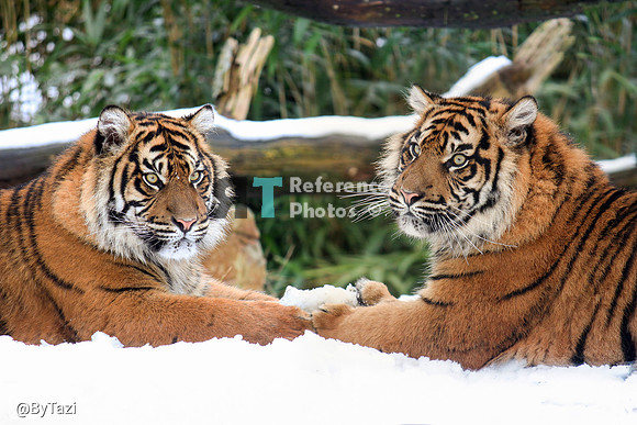 Sumatran tiger sisters