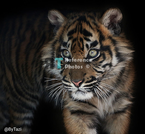 Sumatran tiger cub