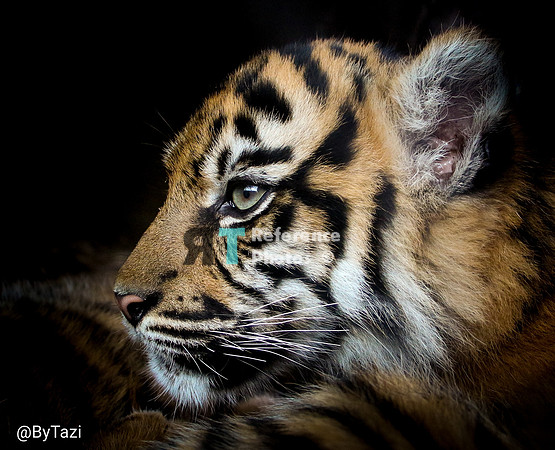 Sumatran tiger cub profile