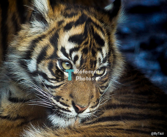 Sumatran tiger cub