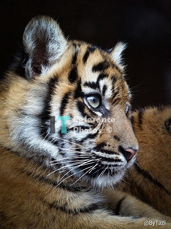 Sumatran tiger cub profile