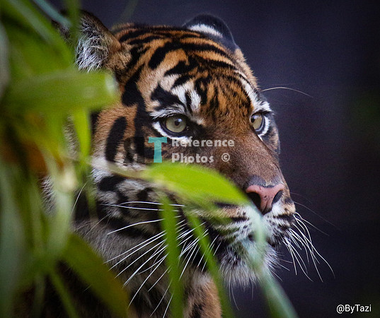 Sumatran tiger
