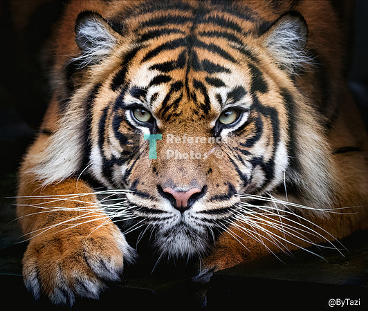 Sumatran tiger