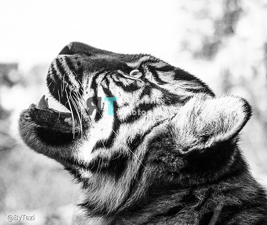 Sumatran tiger cub