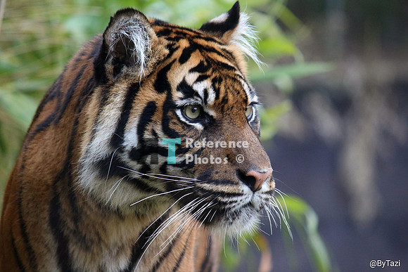 Sumatran tiger