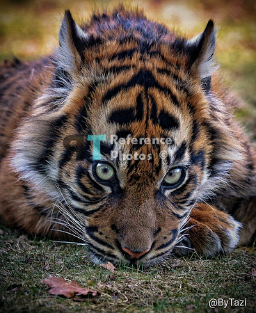 Sumatran tiger cub