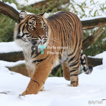 Sumatran tiger on the prowl