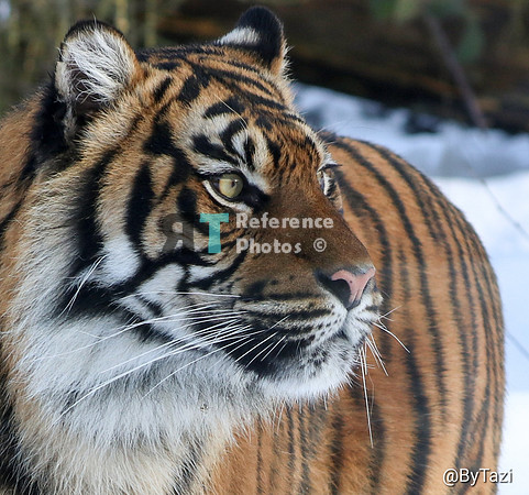 Sumatran tiger