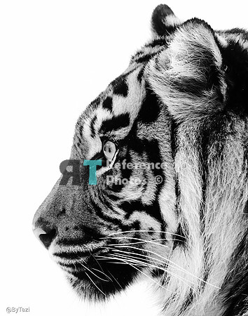 Sumatran tiger