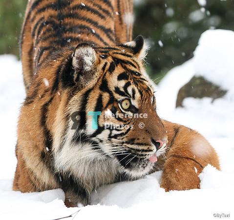 Sumatran tiger