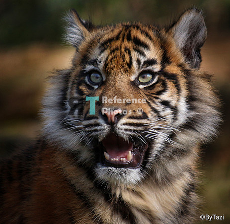 Sumatran tiger cub