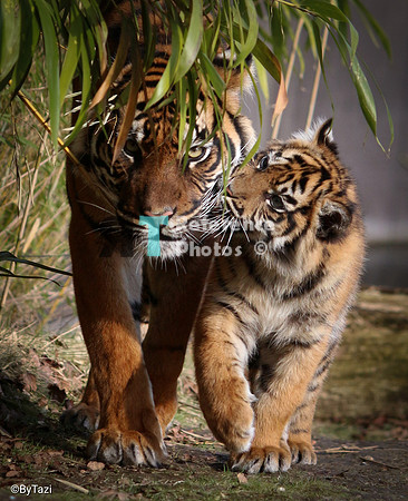 Sumatran tiger cub