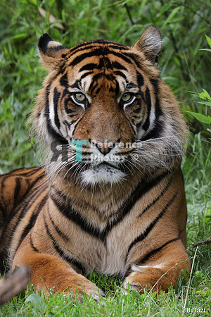 Sumatran tiger