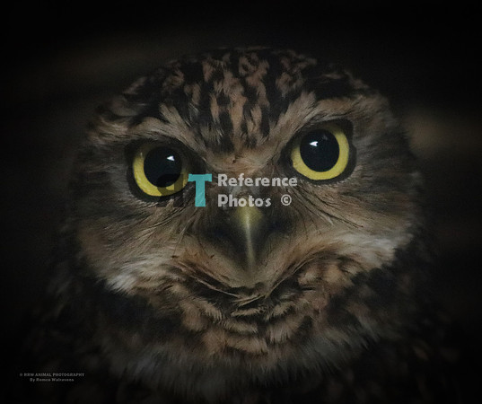 Burrowing owl