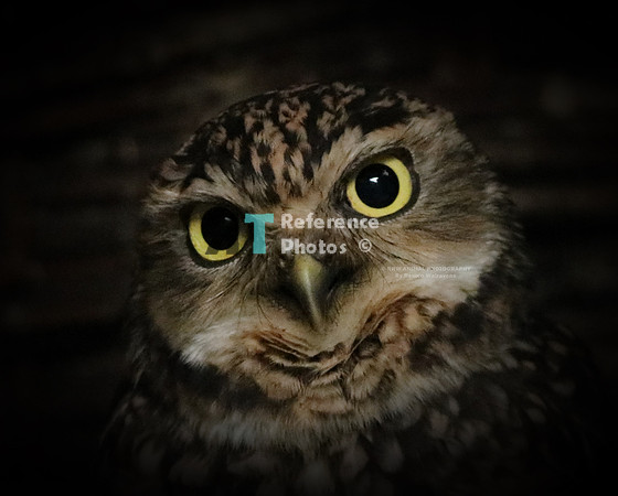Burrowing owl