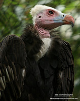 White-headed vulture