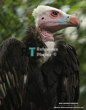 White-headed vulture