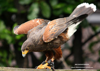 Dessert buzzard