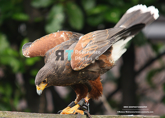 Dessert buzzard