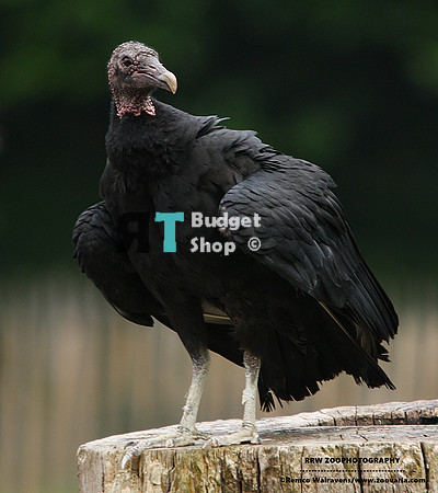 Black Vulture