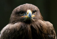 Sea eagle