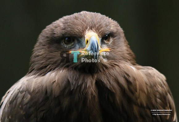 Sea eagle
