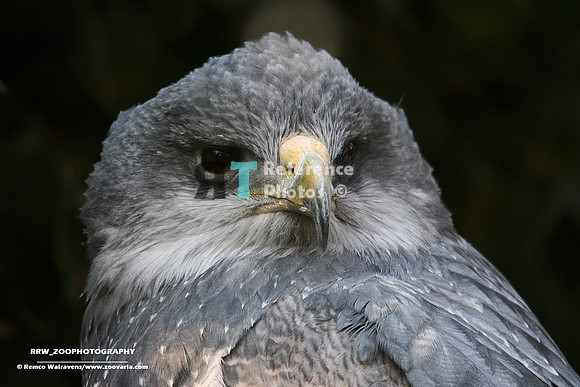 Black-chested buzzard eagle