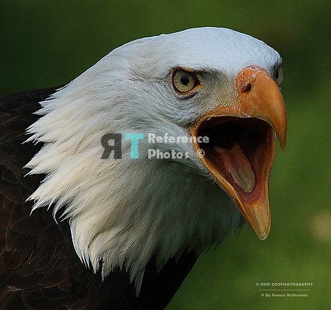 Bald eagle