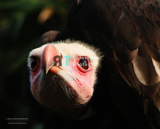 White-headed vulture