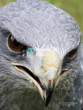 Black-chested buzzard eagle