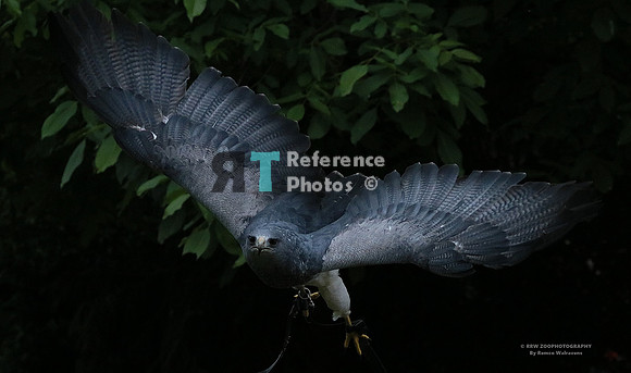 Black-chested buzzard eagle