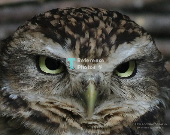 Burrowing owl