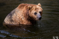 Brown Bear